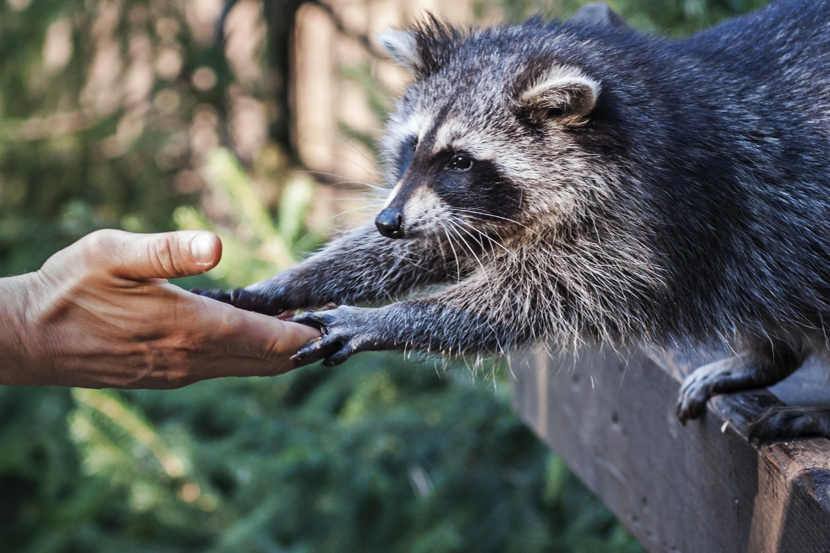 Waschbär hält eine menschliche Hand